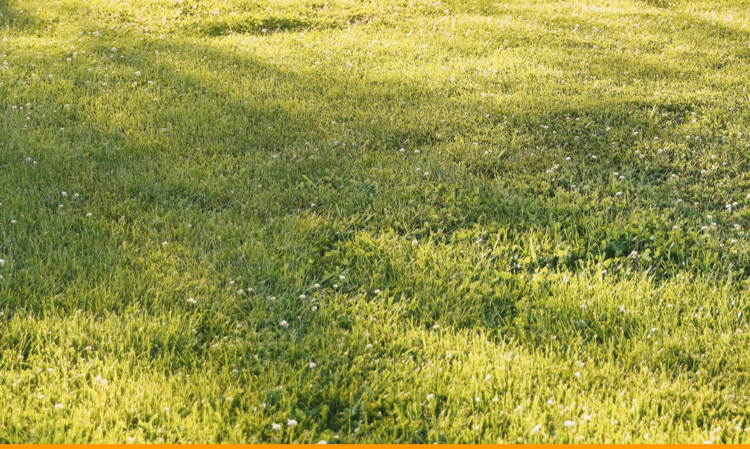 How Low Should You Cut Grass Before Aeration?