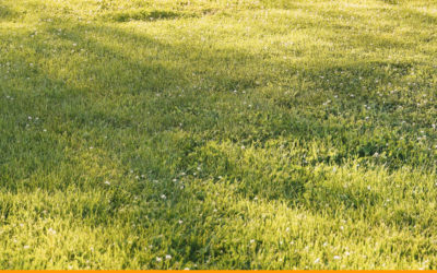 How Low Should You Cut Grass Before Aeration?
