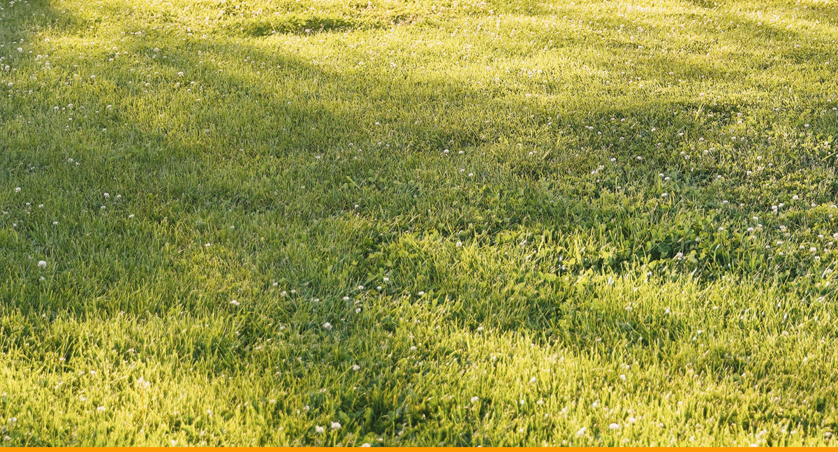 How Low Should You Cut Grass Before Aeration? North Atlantic Landscape