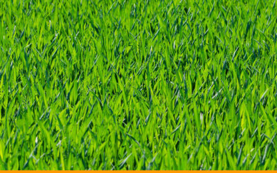 How Often Should You Fertilize Your Lawn for the Healthiest, Greenest Grass?