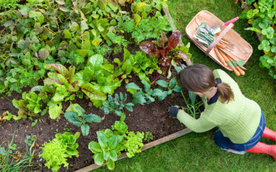 How to Plant a Flower bed