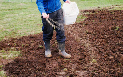 When Is The Best Time To Plant Grass Seed In New England?