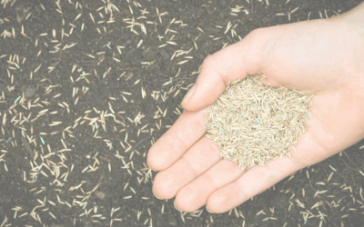 How Long Does Grass Seed Last